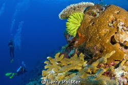 Crinoids and Corals of the Banda Sea. D300-Tokina 10-17mm by Larry Polster 